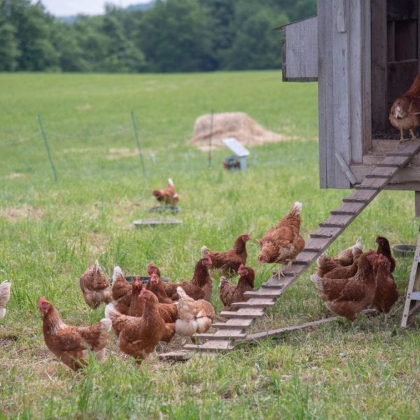 chickens and chicken coop