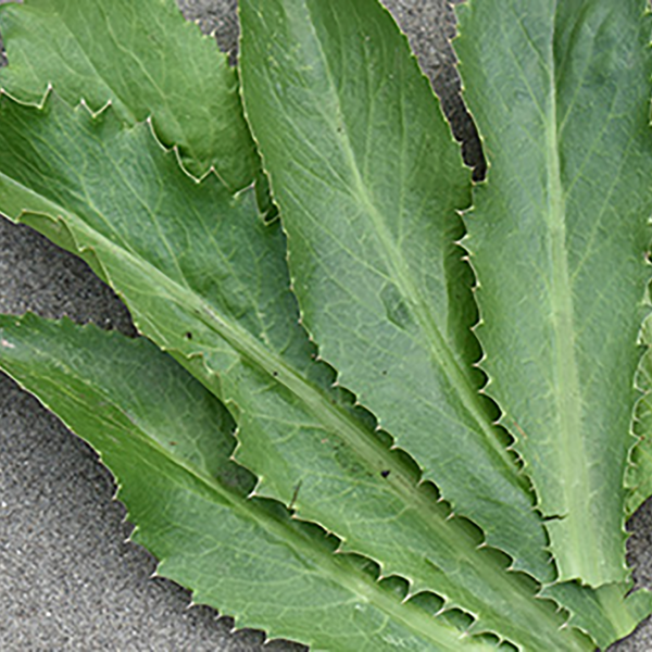 lettuce leaves on a gray surface