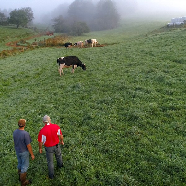 Men observing cows in a field