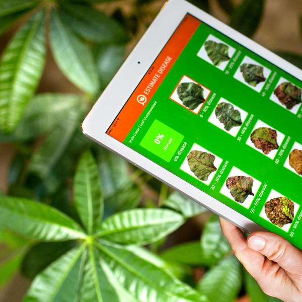tablet computer displaying different images of diseased leaves