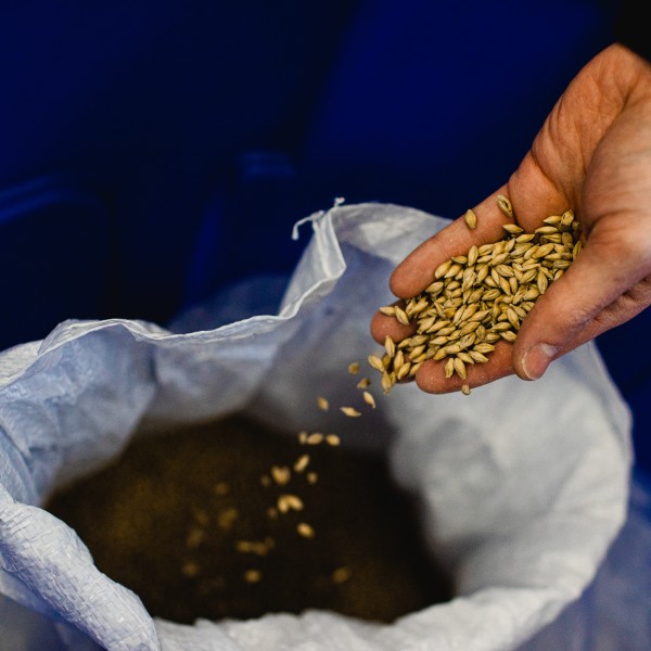 A hand pours malting barley into a grain bag.