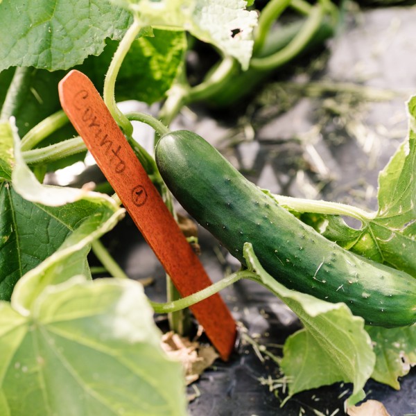 a cucumber and a popsicle stick