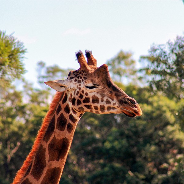 A giraff outside with trees behind it 