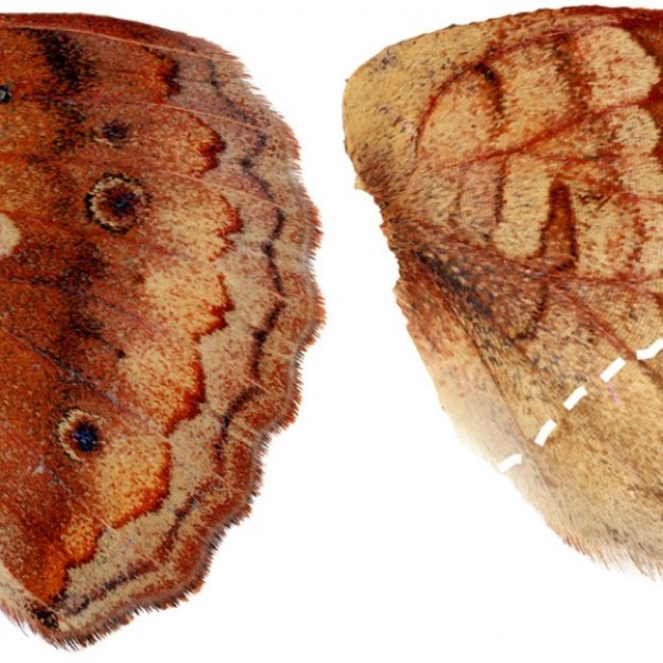 Brown and tan butterfly wings