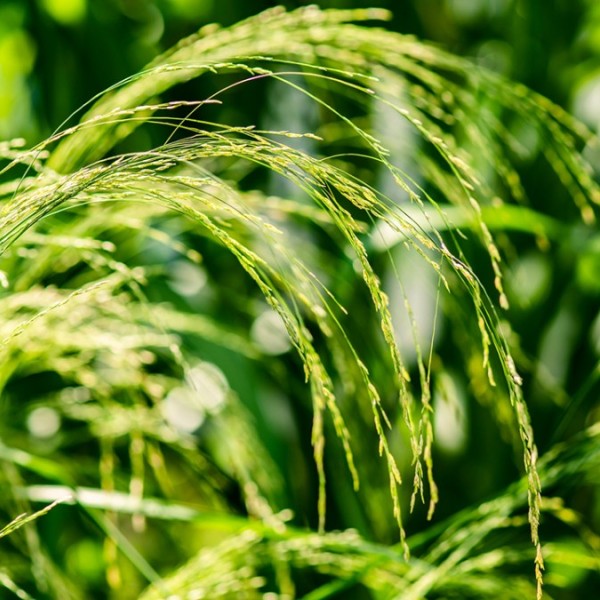 Green, long, spindly vegetation