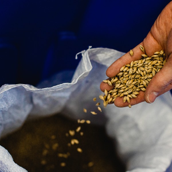 A hand holds a handful of malting barley, pouring it into a grain bag.
