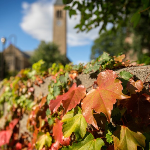 Ivy in fall colors with McGraw Tower in the background