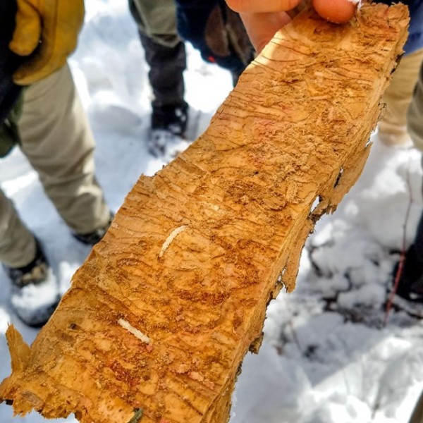 Evidence of the emerald ash borer on a light brown piece of wood being held by someone