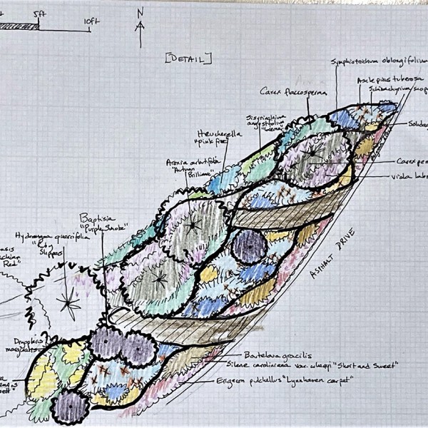 sketch of perennial location details
