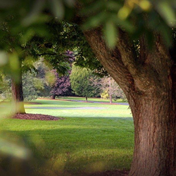 A tree in a public garden