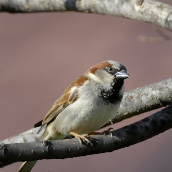 A small grey and brown bird sitting on a branch