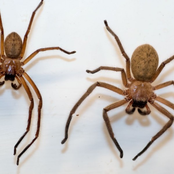 Two light brown spiders next to one another 