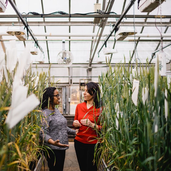 Two scientists talking in greenhouse with wheat plants