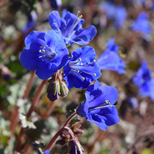 blue flower