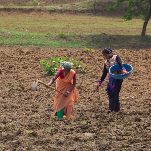 two women gather cotton in a field