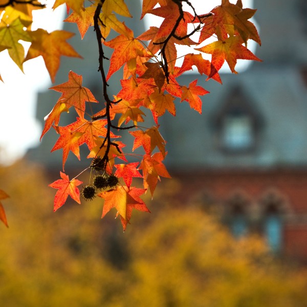 Photo of red and orange leaves in the foreground and a brick building in the background.
