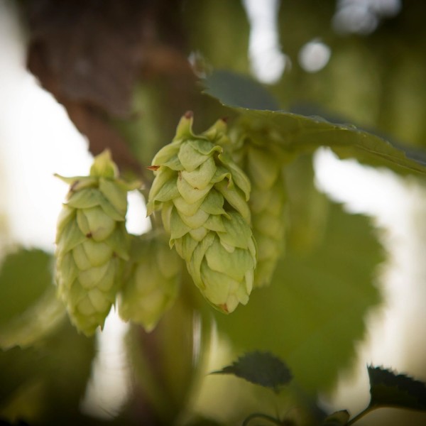 Hops growing on a vine