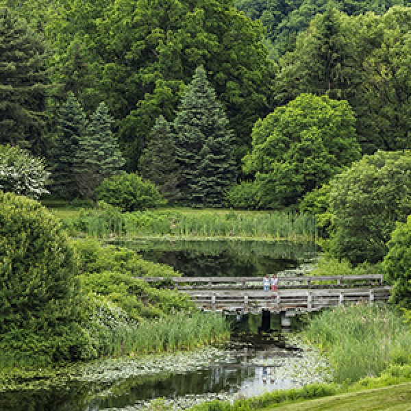 small river, bushes, and trees