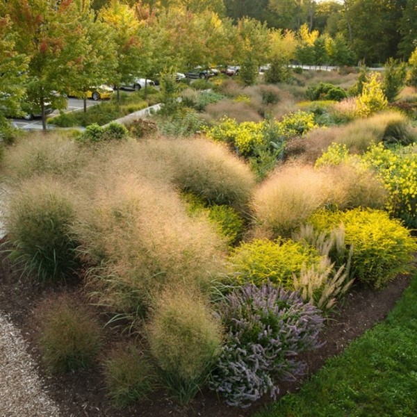 Beautiful display of perennial plants