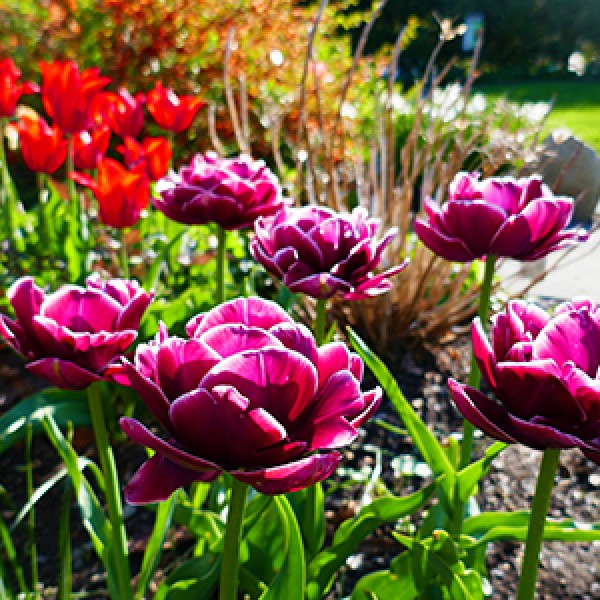 flowers in the Martha Young Garden