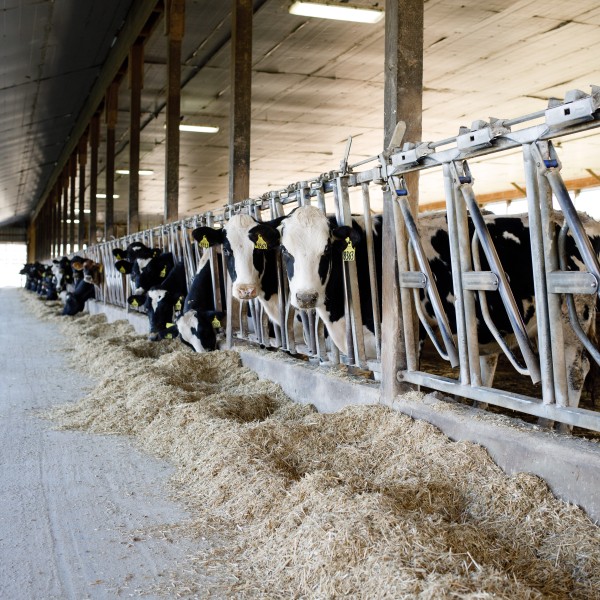 dairy cows in a freestall barn