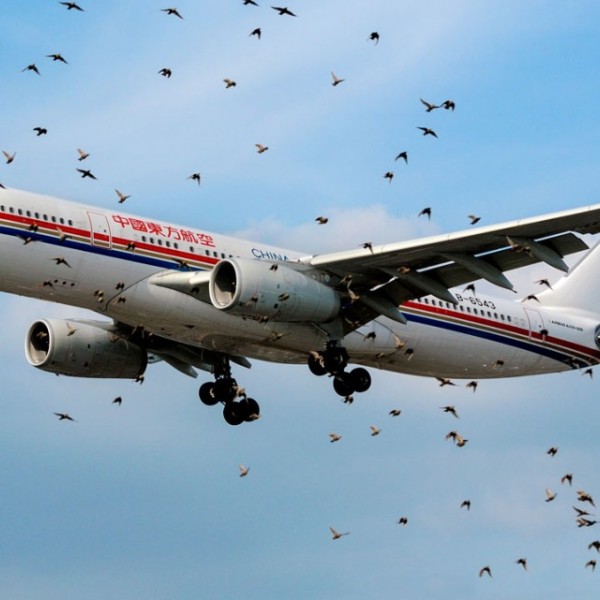 A flock of birds surround an Airbus A330.