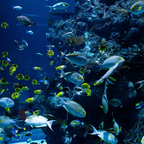 A coral reef with fish swimming around it