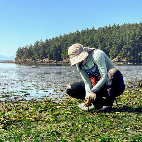  Olivia Graham examines a seagrass meadow at low tide on the San Juan Islands