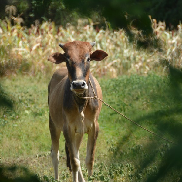 A cow in a field