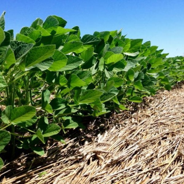 soybeans in cover crop