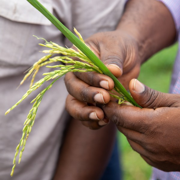 Hands hold stem of wheat