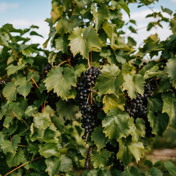 grapes in a vineyard