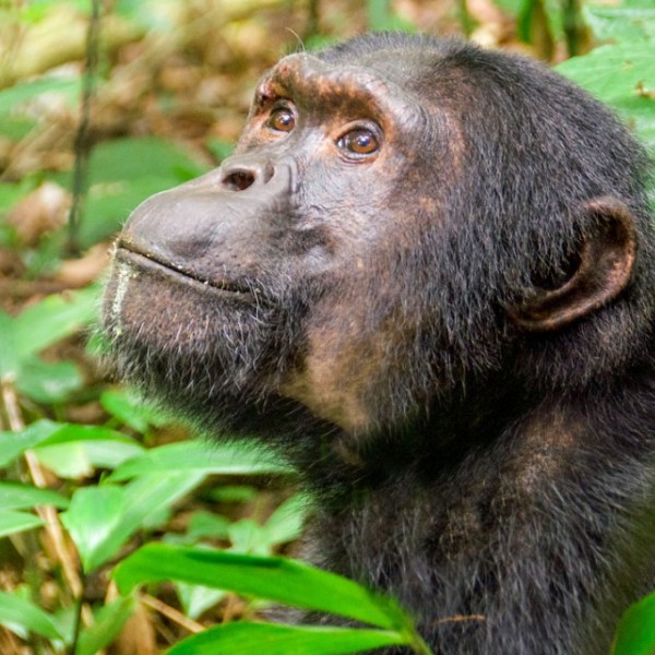 A chimpanzee surrounded by green leaves
