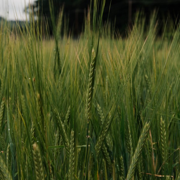 malting barley in field