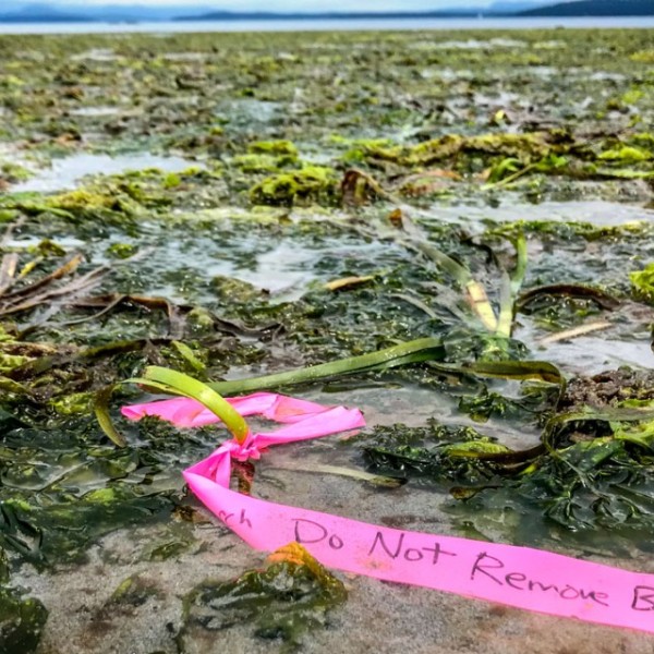taffed seagrass plants at low tide