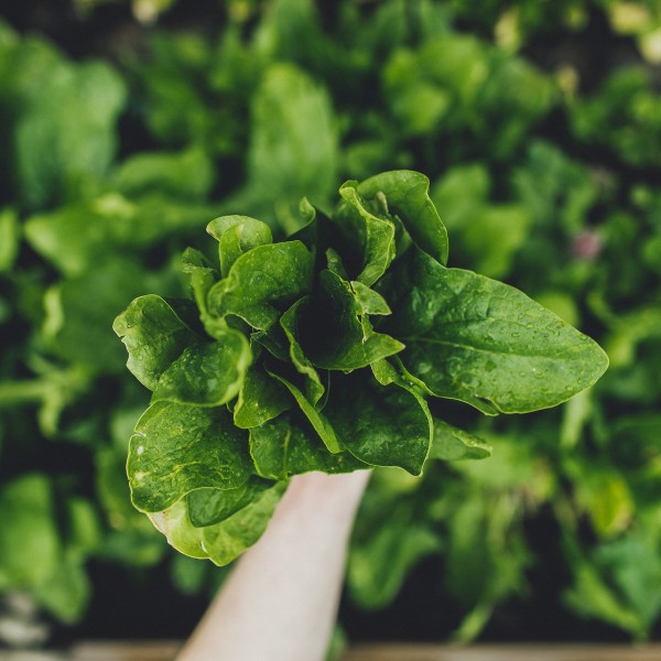 A hand holding spinach