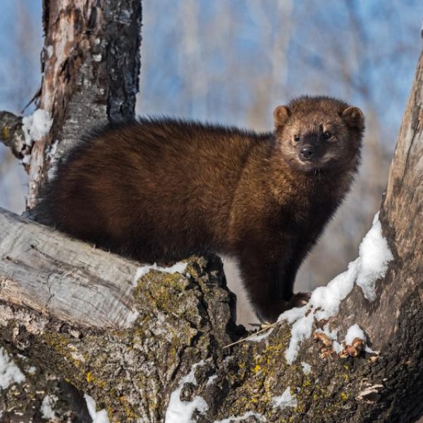 A fisher cat in a tree