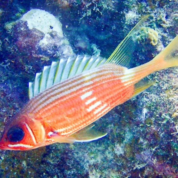 Longspine squirrelfish