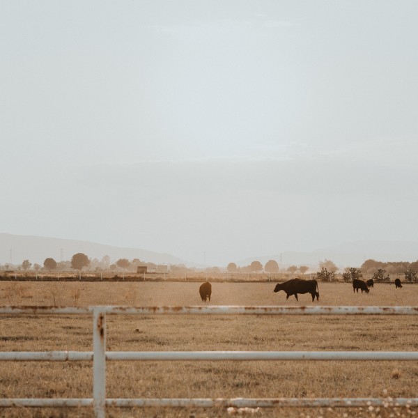 Cattle in a field 