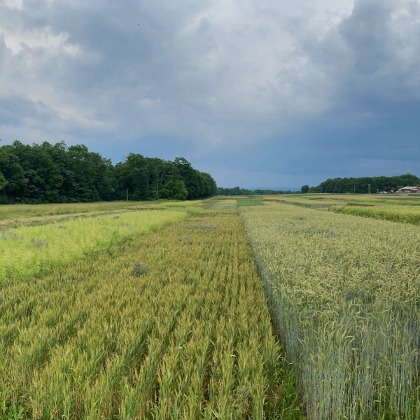 agricultural field with varying crops growing