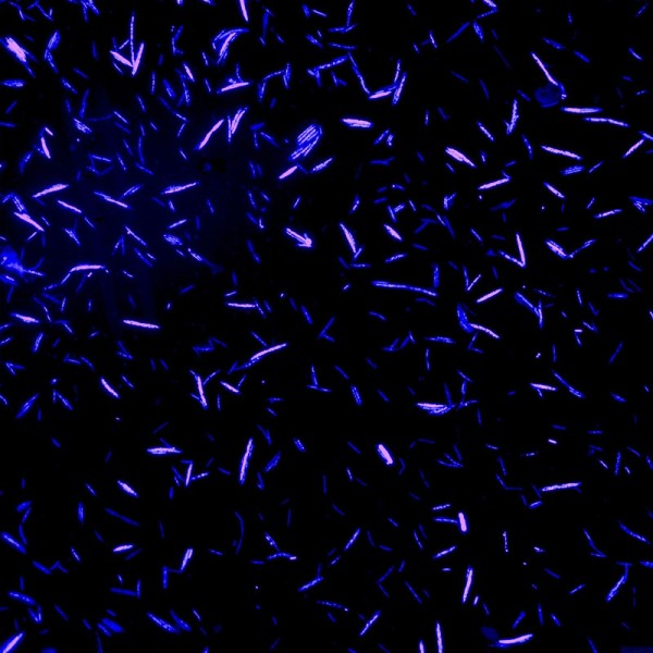 a microscope image showing gut microbes