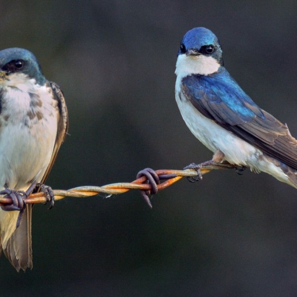 A female and male tree swallow on a wire.