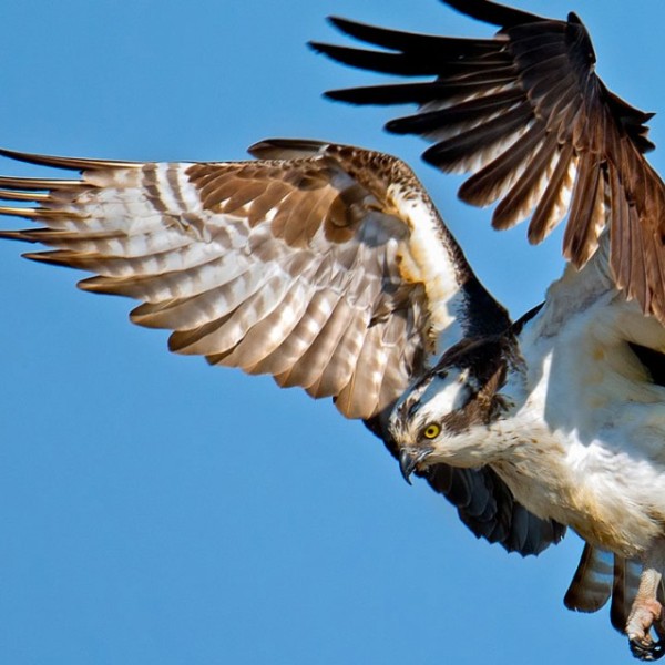 Osprey migration routes cover much of North America into South America. It’s one of the species used to test the BirdFlow model. 