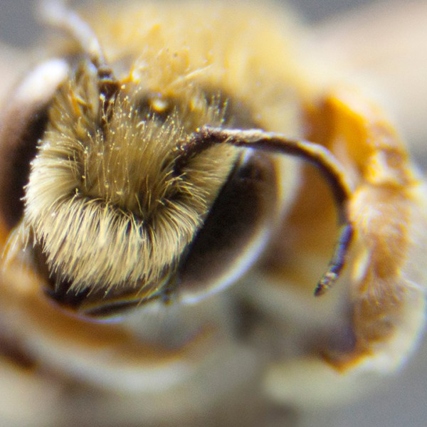 A closeup photo of a pinned native bee's head