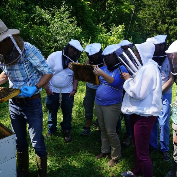 Vet students inspecting a bee hive
