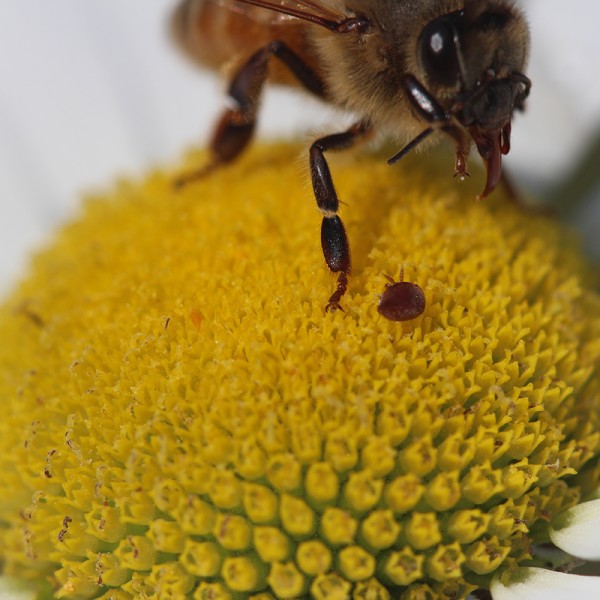 Honey bee and varroa mite on a daisy