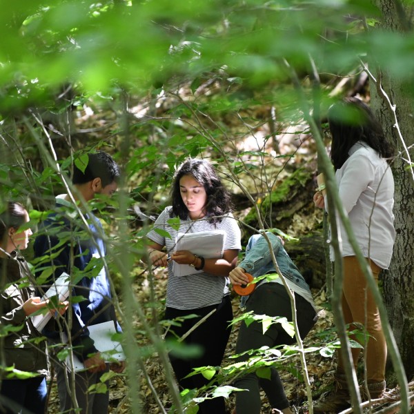 students working in woods