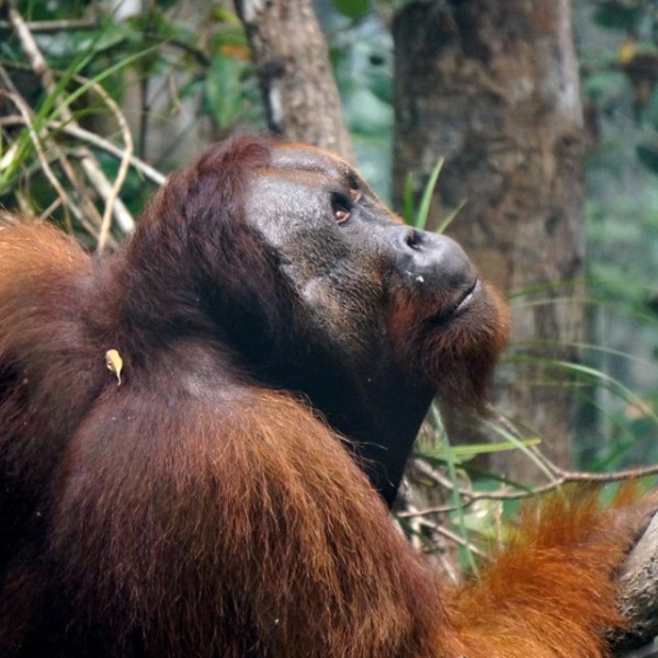 An orangutan  in a tree 
