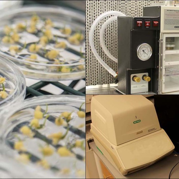 composite hero image with plants in petri dish, gene gun and pcr