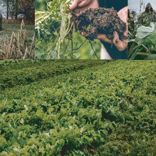 montage of farmers looking at cover crops and healthy soil.